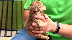 toy poodle litter ohio