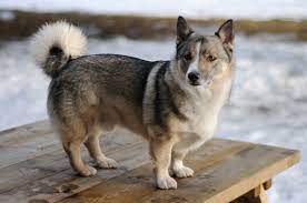 It's also free to list your available puppies and litters on our site. Swedish Vallhund Wikipedia