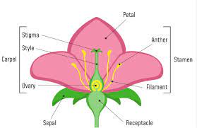 parts of a flower diagram and functions
