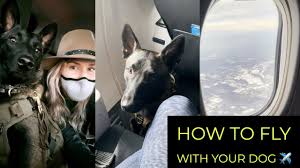 prepare your dog for a long flight