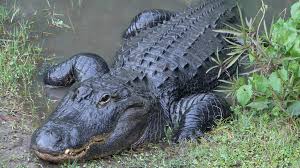 American Alligator Attraction | Central Florida Zoo Animals