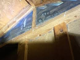 bats in the attic safety concerns
