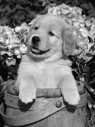 Puppies by showringgoldens, therapy dogs,comfort companions,trained pets. Golden Retriever Puppy In Bucket Canis Familiaris Illinois Usa Photographic Print Lynn M Stone Art Com