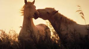 desktop wallpaper cute horse couple hd