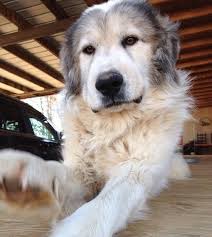 One look in his soulful eyes and he will melt your heart. 14 Great Pyrenees Mixed Breeds Massive Majestic Mixes