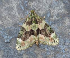 red green carpet moth weymouth