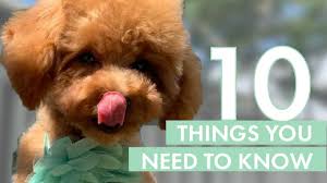 toy poodle puppy 10 things you need