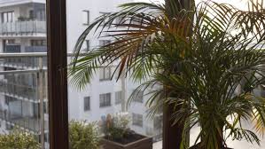 Common Reasons For A Palm Tree Dying