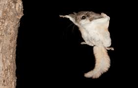 5 Facts To Know About Flying Squirrels