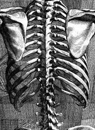 Rib cage, in vertebrate anatomy, basketlike skeletal structure that forms the chest, or thorax, and is made up of the ribs and their corresponding attachments to the sternum (breastbone) and the vertebral column. Rib Cage Back View Artist Bernard Siegfried Albinus Rib Cage Drawing Anatomy Art Skeleton Drawings