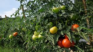 best tomato varieties for your garden