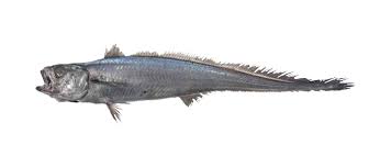 hoki fish species of new zealand