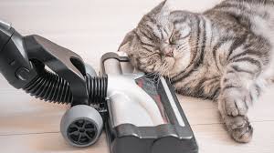 how to clean your house for cat allergies