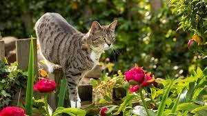 10 garden plants that are safe for cats