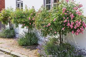Tips For Growing Tree Roses Gardener