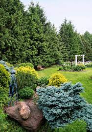 20 best evergreen trees for privacy and