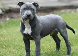 The staffordshire bull terrier shares the same ancestry as the bull terrier, i.e. Staffordshire Bull Terrier Dog Breeds Facts Advice Pictures Mypetzilla Uk