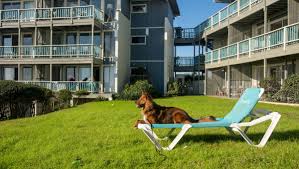 pet friendly hotels in nc dog