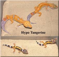 Leopard Geckos Eublepharis Macularius