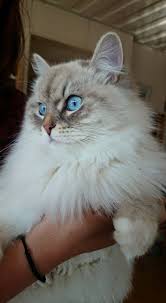 This eye color is a disadvantage siberian kitten of blue tortie spotted tabby color has spots of blue and cream colors all over its body. Siberian Cat Colors Chart