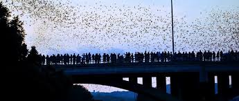 austin bats under congress bridge
