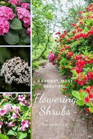 Prune at will if it gets carried away with its rather aggressive growth habit. 9 Easiest And Most Beautiful Flowering Shrubs For Zones 7 And 8 May 2021 Outdoor Happens Homestead