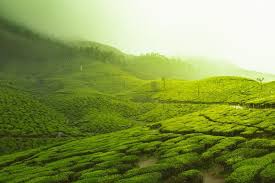 Kerala enjoys balmy weather almost all through the year, it is neither too cold in the winter months nor too hot in summer. Is June A Good Time To Visit Kerala Native Travellers