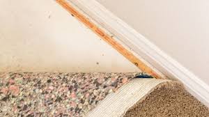 can carpets grow carpet mold uwrg