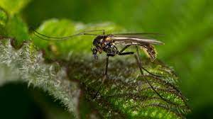 how to get rid of gnats 12 methods to
