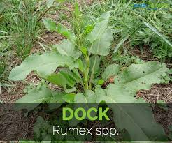 dock facts health benefits and