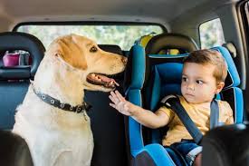 Does it actually pay to belong? Racq Issues Warning About Children And Pets In Hot Cars Insurance Business
