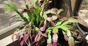 Meet one of the following conditions and you probably will get the plant to set flower buds. Why Is My Christmas Cactus Turning Purple Gardener S Path