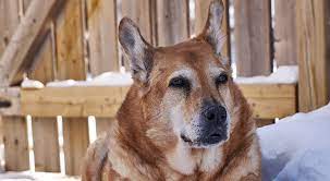 How can i get cheaper insurance quotes for older dogs? Dog Insurance For Older Dogs 5 Great Plans For All Ages Herepup