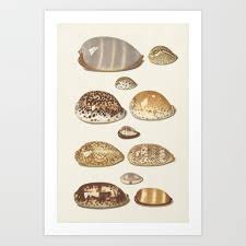 Vintage Seashell Chart Ii Art Print