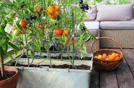 How To Install A Kitchen Garden The