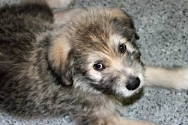 The irish wolfhound mixed with german shepherd might be prone to the following: Irish Wolfhound German Shepherd Mix