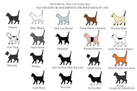 Siamese Cat Diagram Best Cat Wallpaper