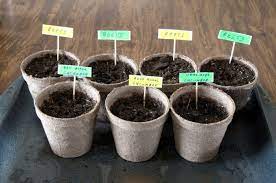 13 Fast Growing Seeds For Classroom