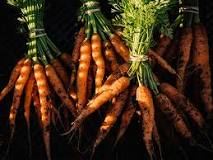 Is eating carrots everyday good for you?