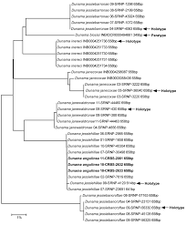 Cryptic species within cryptic moths: new species of Dunama Schaus  (Notodontidae, Nystaleinae) in Costa Rica