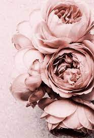 Pink English Roses #iphonewallpaper ...