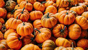 How to make pumpkin spice: Autumn Trivia An Hf Quiz Hf Holidays