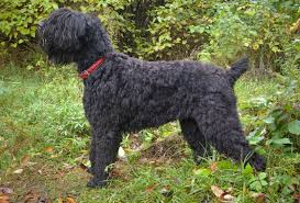 Black Russian Terrier Dog Breed Information Pictures