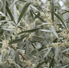 the orientation of russian olive
