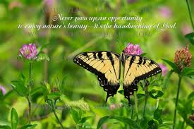 North Carolina Photography Photo Keywords: butterfly scripture via Relatably.com