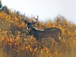Deer Hunting Forecast 2018 Outdoor Life