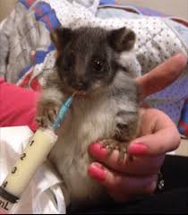 Caring For Baby Possums Adelaidevet