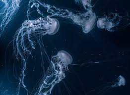 jellyfish aesthetic hd wallpaper