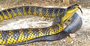Top 10 Most Venomous Snakes Listverse