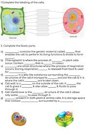 Differences between a plant and an animal cell. Animal Plant Cells Worksheet